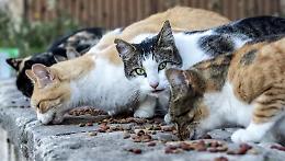 "Una coda in Comune": Gassino punta ai fondi regionali per salvare i gatti randagi