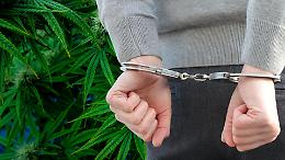 Una piantagione di marijuana in casa alta oltre 2,5 metri: la scoperta della Guardia di Finanza