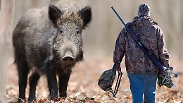 La caccia al cinghiale parte in anticipo in Piemonte. Bongioanni: "Contrastiamo la peste suina"