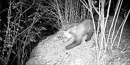 Avvistato un secondo orso nel Verbano Cusio Ossola: non è M29, ma un giovane esemplare