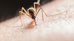 92enne muore dopo infezione da West Nile: il caso riporta l’attenzione sulla prevenzione