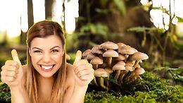 Stagione dei funghi 2025: tra raccolte anticipate, boom di tesserini e turismo culturale