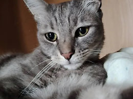 Haku scomparso a Montanaro: chiunque lo trovi può restituirlo in forma anonima o al veterinario. Ricompensa di 300 euro 