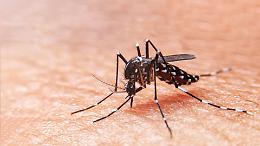 West Nile, in Italia salgono i contagi: 72 nuovi casi in una settimana, 502 dall’inizio della stagione e 33 morti