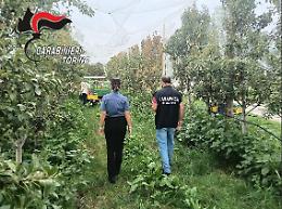 Lavoro nero nei frutteti del Pinerolese: due titolari denunciati, sanzioni per 7 mila euro