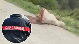Orrore in riva al Po: mucca tagliata a metà e lasciata in un prato. C'è un "mostro" in paese? (VIDEO)