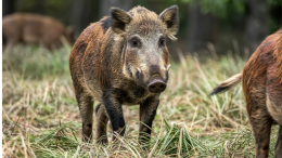 Cinghiali in fuga a Nichelino: animalisti distruggono le gabbie, auto rischia di essere travolta