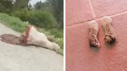 Horror in paese: chi c'è dietro la mucca tagliata a metà e il gattino lasciato senza zampe?