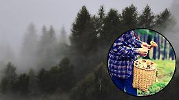 Un uomo uscito a funghi non è più rientrato: soccorsi in azione da giorni