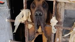 Cani e gatti segregati tra escrementi e buio: animali sequestrati dai Carabinieri Forestali (VIDEO)