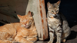 Ciao casa mia, il grido degli animali salvati tra le macerie di Scampia arriva a Ivrea