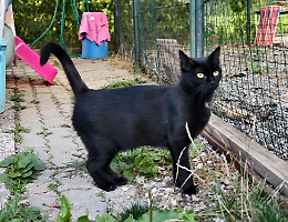 EporediAnimali contro gli haters: “Difendiamo i gatti, non chi insulta il Comune”