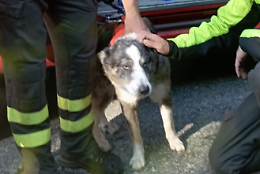 Cane cade in un dirupo: dopo due giorni di angoscia, Tristano è salvo!
