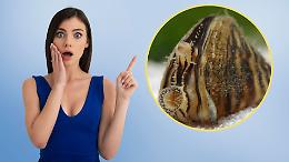 La cozza zebrata è arriva e minaccia il fiume: l’allarme lanciato dai canoisti accende i riflettori sulla specie aliena più temuta