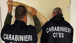 Cinque zanne d’elefante africano sequestrate nel Torinese: la scoperta in un laboratorio di tassidermia
