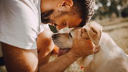 Cosa prova davvero un cane quando ci guarda negli occhi?