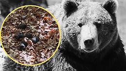 Nuovo orso nel VCO? Le misteriose feci scoperte in montagna