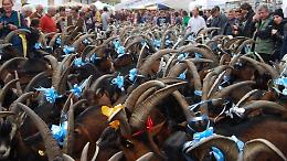 Torna la Festa rurale del Cevrin di Coazze, la montagna piemontese celebra il suo formaggio simbolo