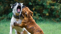 Presunti pitbull fuggono dalle ex piscine del Sempione: 82enne e il suo Spritz aggrediti