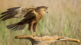 Falco di palude muore agli Stagni di Belangero: indagine sull’ombra del bracconaggio