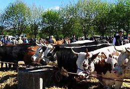 Castellamonte riscopre le sue radici nella Fiera di Ognissanti