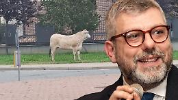 Il sindaco di Leini difende il toro fuggito dal macello per le vie del paese: “Merita di vivere”