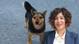 «Rocky ucciso a fucilate»: Sarah Disabato (M5S) denuncia il far west della caccia in Piemonte