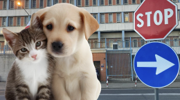 Carcere di Ivrea, il pensionato trattato come un cane. Ma per i gatti galeotti la porta resta sempre aperta.
