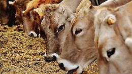 Quincinetto festeggia la tradizione: torna la Fiera Autunnale del Bestiame
