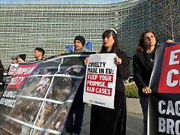Bruxelles, la Commissione Ue pronta a rinunciare al divieto delle gabbie: protesta di Animal Equality davanti alla sede europea (VIDEO)