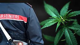 Lanzo, coppia denunciata per coltivazione di marijuana: piantine e infiorescenze sequestrate dai carabinieri