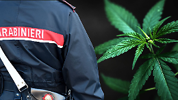 Assalto in un deposito di cannabis light nel Cuneese, indagano i Carabinieri