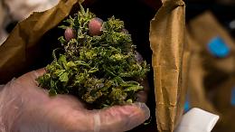 Hashish sotto una quercia: 51 kg di droga trovati dalla Dda