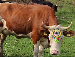 Appuntamenti musicali e Festa Agricola per San Martino