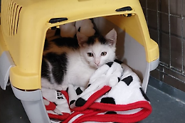 Inaugurato a Susa il nuovo “Rifugio Micioso”, casa sicura per i gatti abbandonati