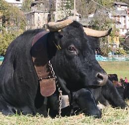 Le regine delle Valli di Lanzo: tra campanacci, prati dorati e giovani allevatori - VIDEO 