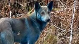 Cani blu a Chernobyl, il video fa il giro del mondo. Un colore mai osservato prima