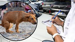 Multa record da 1.200 euro a chi non raccoglie i bisogni dei cani: a Venaria Reale arrivano le fototrappole anti-inciviltà