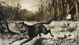 Il lupo nel mirino: la lunga guerra contro l’inquietante predatore