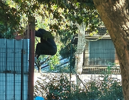 Torino, tra via Cigna e via Sempione nasce il “Tossic Park”: la denuncia