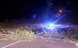Morì schiacciato da un albero a Pino Torinese: “Si poteva evitare”