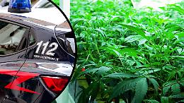 Serra di marijuana in un sottotetto: 23 piante e 20 mila euro in contanti