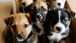 Sei cuccioli abbandonati in Canavese, salvati per caso da un automobilista di passaggio