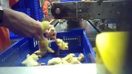 Pulcini vivi triturati. Orrore in Francia