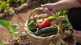 Borgaro Torinese coltiva il verde: ultimi giorni per richiedere un orto urbano