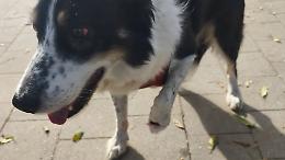 Cane aggredito e ferito a Torino: salvato dai residenti