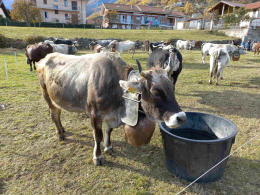 A Pomaretto torna la Fiero dâ Paî dâ Ramìe: tradizione contadina, vino e musica