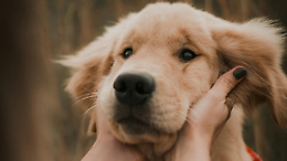 Sorrisi e carezze a quattro zampe: la Pet Therapy entra nelle scuole di San Benigno