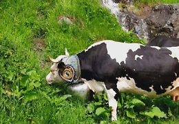 Montagne che vivono: storie di allevatori e paesaggi delle Valli di Lanzo
