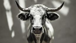 Dalla fuga dal mattatoio per le strade di Leini fino alla libertà: "Torella" è arrivata al rifugio e ora è davvero salva